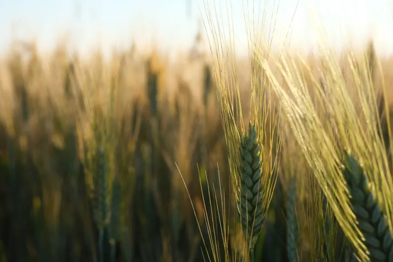 Radici nel Grano: Il Ritorno dei Cereali Autoctoni e la Nuova Stagione del Pane Italiano